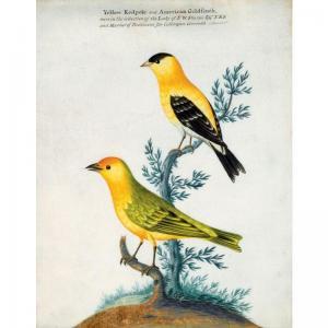 SPACKMAN Isaac 1700-1771,a yellow redpole and an american goldfinch,1765,Sotheby's GB 2006-06-07