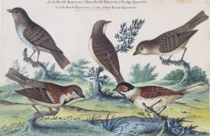 SPACKMAN Isaac 1700-1771,Studies of sparrows,1765,Woolley & Wallis GB 2015-12-10