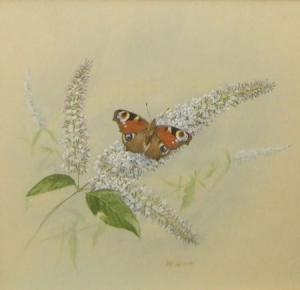 SPENCER M.,A Still Life Study of a Butterfly,Keys GB 2009-06-12