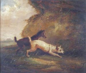 SPENCER W.B,TWO WIRE-HAIRED TERRIERS,1877,Lyon & Turnbull GB 2008-05-07