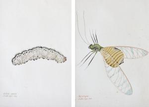 SPIES Walter 1895-1942,Insect,Larasati ID 2018-07-21