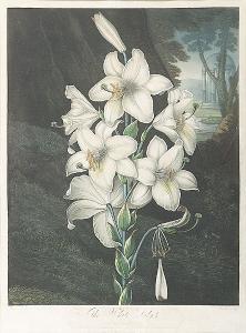 STADLER Joseph Constantine 1700-1800,The White Lily,Neal Auction Company US 2003-06-07