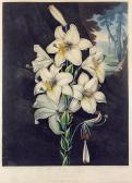 STADLER Joseph Constantine,The White Lily with Variegated Leaves,Canterbury Auction 2019-11-26