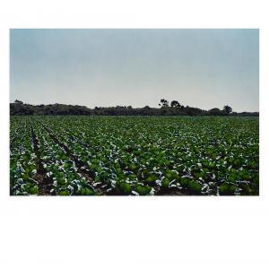 STAIGER Paul 1941,Raw Crops: Cabbage,1975,Bonhams GB 2022-04-20