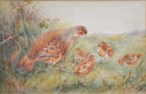 STANNARD Henry 1844-1920,Grouse hen and chicks,Gilding's GB 2024-02-13