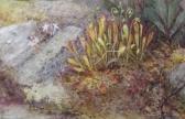 STANTON ROSE EMILY,Pink fungi on a log Sundew plants on a forest floo,Woolley & Wallis 2017-03-15