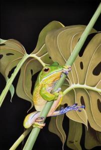 STEAD KEVIN,�Green Frog on Leaf�,Elder Fine Art AU 2012-11-25
