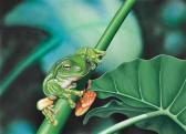 STEAD KEVIN,Green Tree Frog,Elder Fine Art AU 2020-07-07