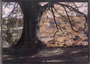 STEELE Louis J 1908,Autochrome Beech tree autumn,Millon & Associés FR 2013-06-20