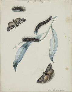 STEENBERGEN Albertus 1814-1900,Papillons et chenilles,Christie's GB 2023-03-22