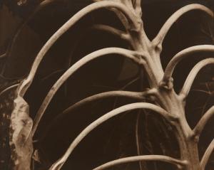 STEICHEN Edward,Backbone and Ribs of a Sunflower,1920,Phillips, De Pury & Luxembourg 2024-04-05