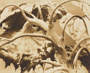 STEICHEN Edward 1879-1973,Backbone and Ribs of a Sunflower,1920,Swann Galleries US 2024-02-15