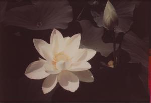 STEICHEN Edward 1879-1973,White Lotus,1939,Bonhams GB 2024-04-05
