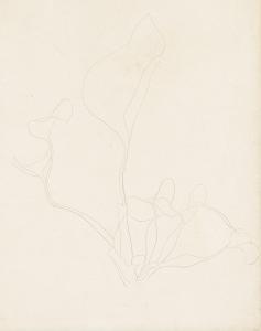 STELLA Joseph 1877-1946,Calla Lilies,Swann Galleries US 2024-03-14