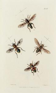 STEPHENS James Francis,Illustrations of British Entomology,Dreweatts GB 2014-02-27