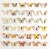 STEWART James 1791-1863,36 Yellow Butterflies,David Lay GB 2017-07-27