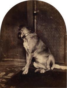 STILLMAN William James 1828-1901,Dog in Crete,Swann Galleries US 2015-05-21