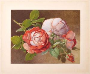 STOCKAR ESCHER Clementine 1816-1886,Rosenzweig.,1876,Bloss DE 2016-10-04