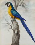 STONE Sarah 1760-1844,Blue and yellow Macaw,Mallams GB 2022-02-23