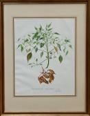 STONES Margaret Elsie,Dendrobium Speciosum and Brachychiton Populneus,Reeman Dansie 2017-08-01
