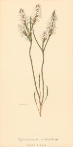 STONES Margaret Elsie 1920-2018,Lysinema Ciliatum (Curry Flower),Leonard Joel AU 2022-10-04