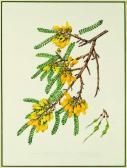 STONES Margaret Elsie 1920-2018,Sophora microphylla, N.Zealand andChile,Art + Object NZ 2011-07-13