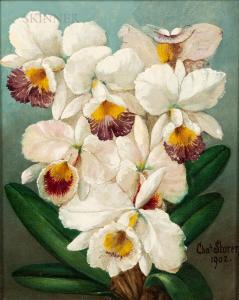 STORER Charles 1817-1907,Orchids from Nature,1902,Skinner US 2022-05-25