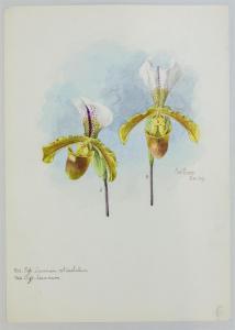 STORER Charles 1817-1907,TWO ORCHIDS,1896,Grogan & Co. US 2015-12-06