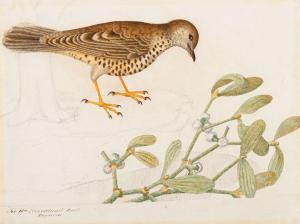 Strickland William Sir,Peregrine Falcon Perched on a Carved Block with Eg,1810,Christie's 2020-11-04