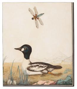 Strickland William Sir 1753-1834,White throats,1806,Christie's GB 2020-11-04