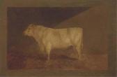 STURGESS John 1869-1903,A study for XII Duke of York, a prize bull,Christie's GB 2004-09-09