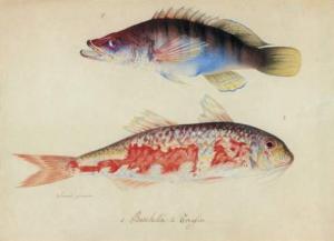 SUSINI Gian Francesco 1575-1653,Étude de deux poissons : Barchetta et Trcylia,Piasa FR 2009-03-26