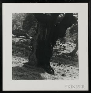 Sussman Leonard 1947,Olive Tree with Sheep,Skinner US 2017-08-25