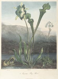 SUTHERLAND Thomas 1785-1825,American Bog-Plants,1806,Neal Auction Company US 2003-06-07