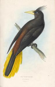 SWAINSON William 1809-1884,The Birds of Brazil and Mexico,Bonhams GB 2015-07-29