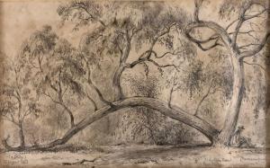 SWAINSON William 1809-1884,Tirhatuan Forest, Port Phillip,1853,International Art Centre 2019-05-21