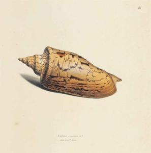 SWAINSSON William 1789-1855,Exotic Conchology,Christie's GB 2014-10-08