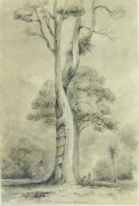 SWAINSSON William,Swainson  Rata Embracing at Pukatea Petoni Forest,1848,Leonard Joel 2010-04-18