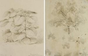 SWAINSSON William 1789-1855,Young Nettle Tree Virgin Forest Wollongong,1852,Leonard Joel 2010-04-18