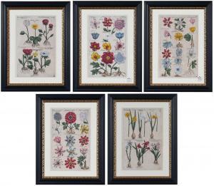 SWEERT Emanuel 1552-1612,Anemones, Ranunculus, and Narcissus,Brunk Auctions US 2023-03-24