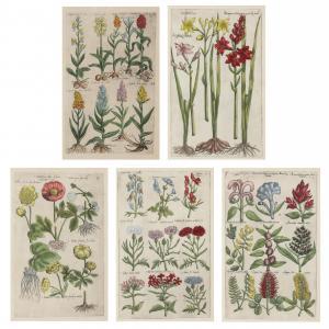 SWEERT Emanuel,Five Floral Engravings from Florilegium,17th century,Leland Little 2022-12-15