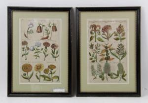 SWEERT Emanuel 1552-1612,Florilegium,1612,Kaminski & Co. US 2023-03-03