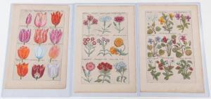 SWEERT Emanuel 1552-1612,"Florilegium Amplissimum et Selectissimum". Plates,Garth's US 2022-04-10