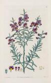 SWEET Robert 1800-1800,Flora Australasica,Dreweatts GB 2014-04-17