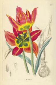 SWEET Robert 1800-1800,The Ornamental Flower Garden and Shrubbery,Bonhams GB 2015-07-29