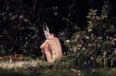 TAMINDZIC Nikola,Untitled #217 (Bunny) D9CF,Daniel Cooney Fine Art US 2011-04-21