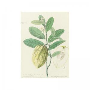 TARRANT J 1700-1700,BOTANICAL DRAWING OF A LEMON PLANT,Sotheby's GB 2002-01-24