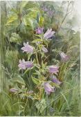 TARRANT Margaret Winifred,Nettle-leaved bell-flower (campanulatrachelium),Bonhams 2008-11-19