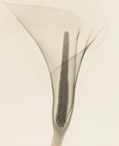 TASKER Dain L., Dr 1872-1964,Lily, an X-Ray,1930,Swann Galleries US 2022-04-14