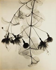 TASKER Dain L., Dr 1872-1964,X-Ray of Hanging Fuchsia,Swann Galleries US 2021-05-27